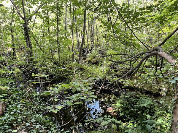 Wandern am Kalksee Wasserlauf im Wald nahe dem Kalksee