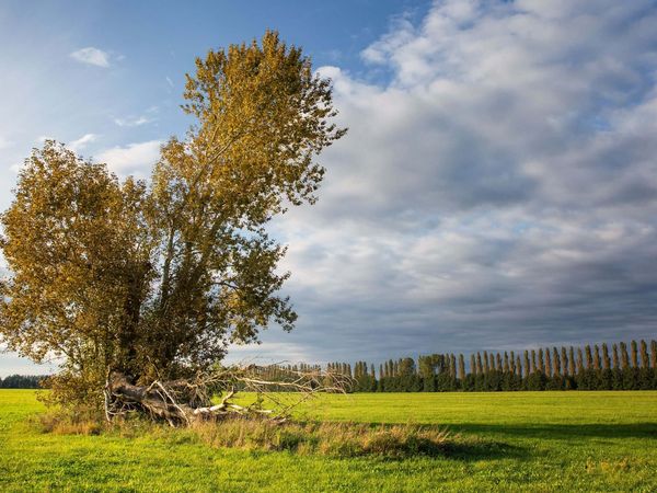 Eine weiter Landschaft mit einem Baum auf einem freien Feld – das Oderbruch.