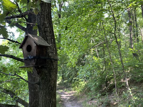 Durch das Annafließ zum Herren- und Straussee - Spätaufstehertour Vogelhäuschen im Wald