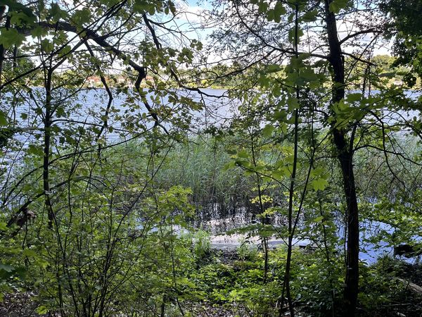 Wandern am Kalksee Blick auf den Kalksee durch Geäst