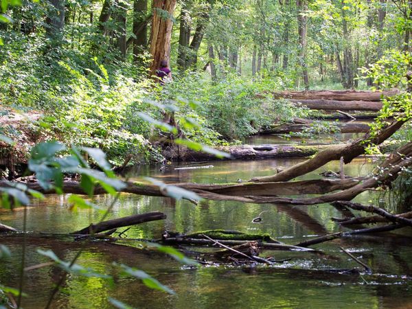 Fluss Stobber fließt durch den Naturpark märkische Schweiz