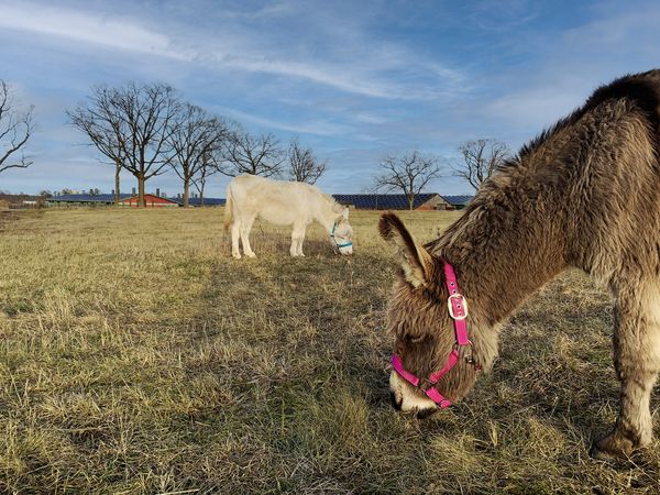 Zwei Esel auf einer Wiese