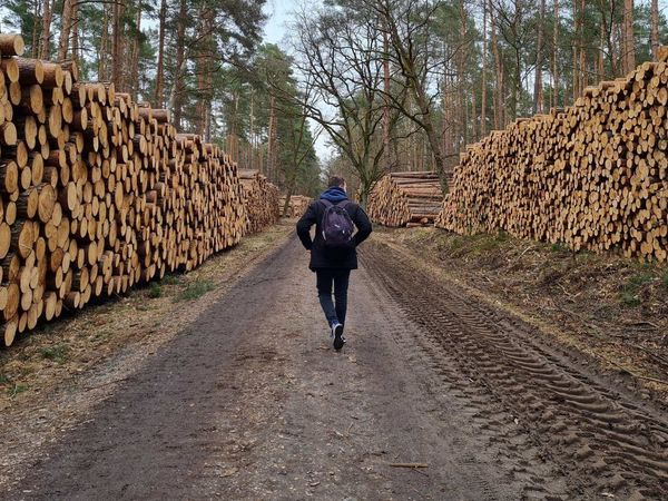Eine Frau wandert zwischen aufgereihten Bäumen im Wald entlang