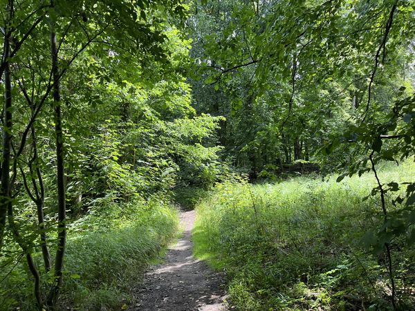 Durch das Annafließ zum Herren- und Straussee - Spätaufstehertour Kleiner Pfad im Wald